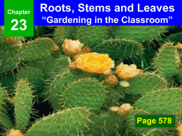 Roots, Stems, Leaves Notes PPT