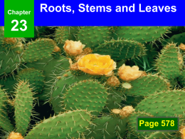 Roots/Stems/Leaves Notes PowerPoint