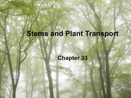Stems and Plant Transport