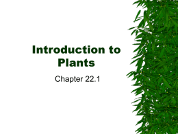 22.1 Plants