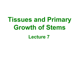 Lecture 7 Stems