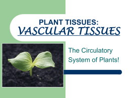 PLANT TISSUES: VASCULAR SYSTEM
