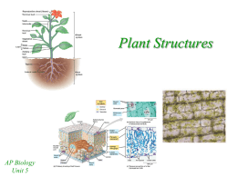Plant Structures - mvhs