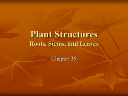 Chapter 35 Plant Structure