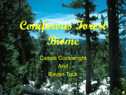 Coniferous Forest Biome Cassie Conkwright And