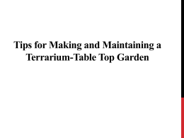 Tips for Making and Maintaining a Terrarium