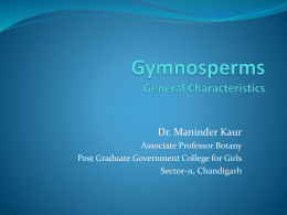 (Gymnosperms (Maninder Kaur)x)