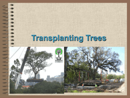 Transplanting And Care Of Trees