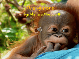 Orangutansx