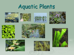 Aquatic Plants PowerPoint
