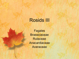 Rosids III