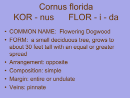 Cornus florida KOR - nus FLOR - i