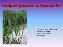 Ephedra-Jointed fir Kingdom: Plantae Division: Gnetophyta Class