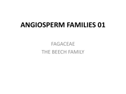 angiosperm families 01