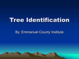 AG_8-3_Tree ID 3 - Tree Identification