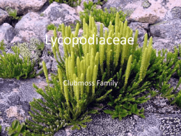 Plant Class Sp 2010/Lycopodiaceae Family Ashlyn K 7 April 2010x
