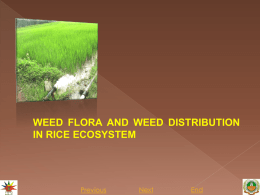 1.weed flora and weed distribution in rice