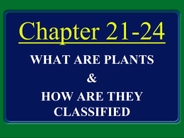 Vascular Plants