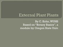 External Plant Plants