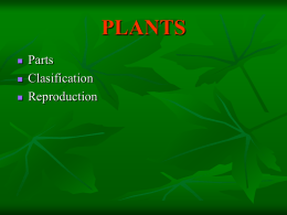 Parts of a Vascular Plant