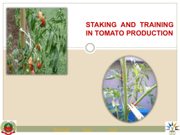 5.STAKING AND TRAINING IN TOMATO PRODUCTION