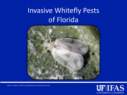 pptx - University of Florida Entomology and Nematology Department