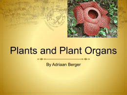 Plants and Plant Organs