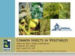 Common Insects in Vegetables Urban & Small Farms