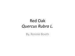 Red Oak Quercus Rubra L.