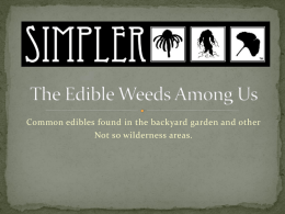 The Edible Weeds Among Us - University of Idaho Extension