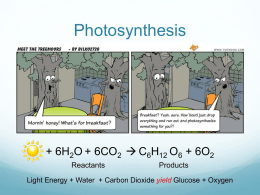 Photosynthesis Biology ppt.