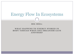 Energy Flow in Ecosystems File