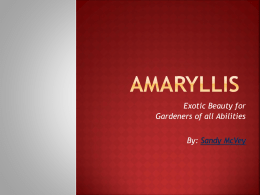 Amaryllis PowerPoint Sample