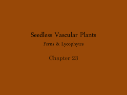 Seedless Vascular Plants Ferns & Lycophytes