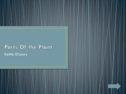 Parts Of the Plant PowerPoint