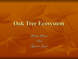 Oak Tree Ecosystem