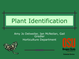 Plant Identification - Department of Horticulture