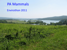 PA Mammals