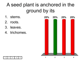 A seed plant is anchored in the ground by its