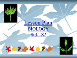 Leaf structures - World of Teaching