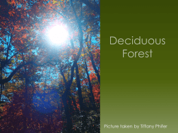 Deciduous Forest - Effingham County Schools