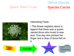 Queen Anne`s Lace