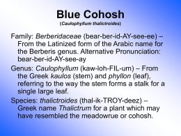 Blue Cohosh (Caulophyllum thalictroides)