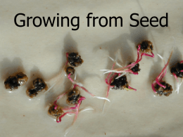 Growing from Seed