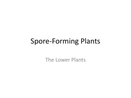 Spore-Forming Plants