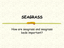 SEAGRASS & SEAWEED