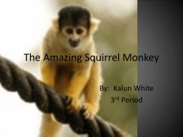 The Amazing Squirrel Monkey