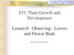 STC Plant Growth and Development Lesson 6