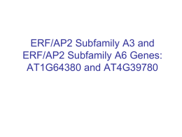 ERF/AP2 Subfamily A3 and ER/AP2 Subfamily A6 Genes