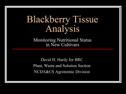 Blackberry Tissue Analysis
